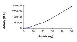 Sino Biological&nbsp;Recombinant Human c-MET/HGFR Protein (G1163R, GST Tag), Active